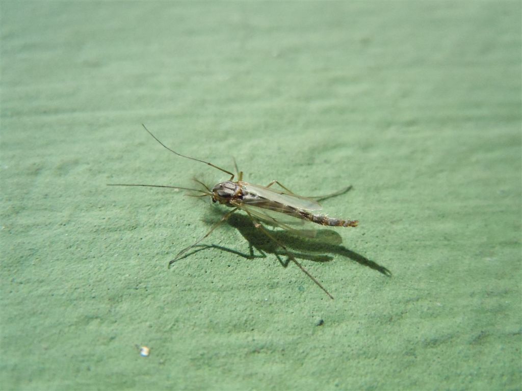 Ditteri numerosi sul lago: Chironomidae